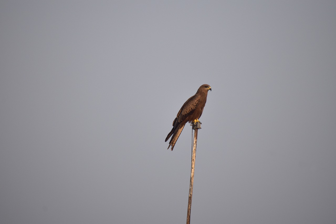 kite basking looking for prey free photo