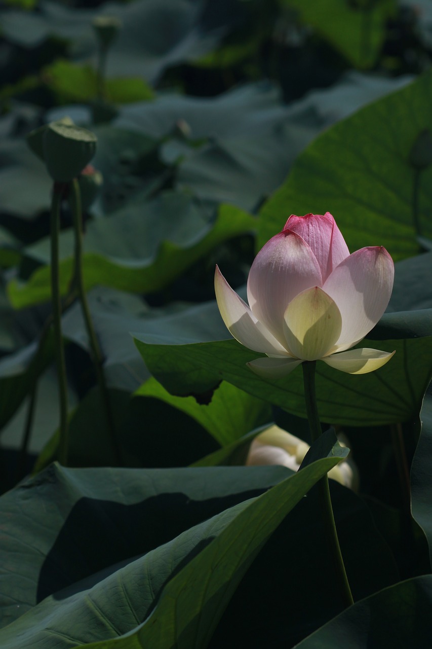 kite  lotus  peaks free photo