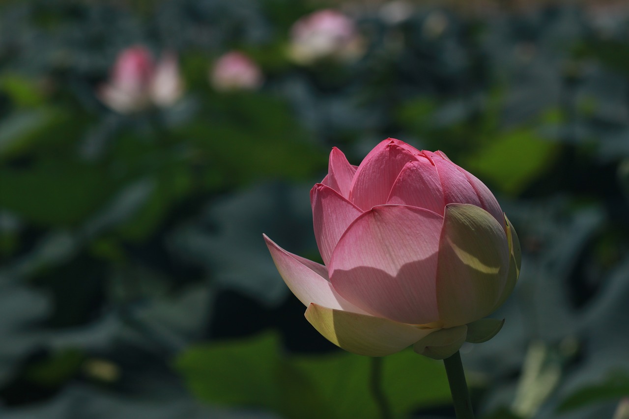 kite  lotus  nature free photo