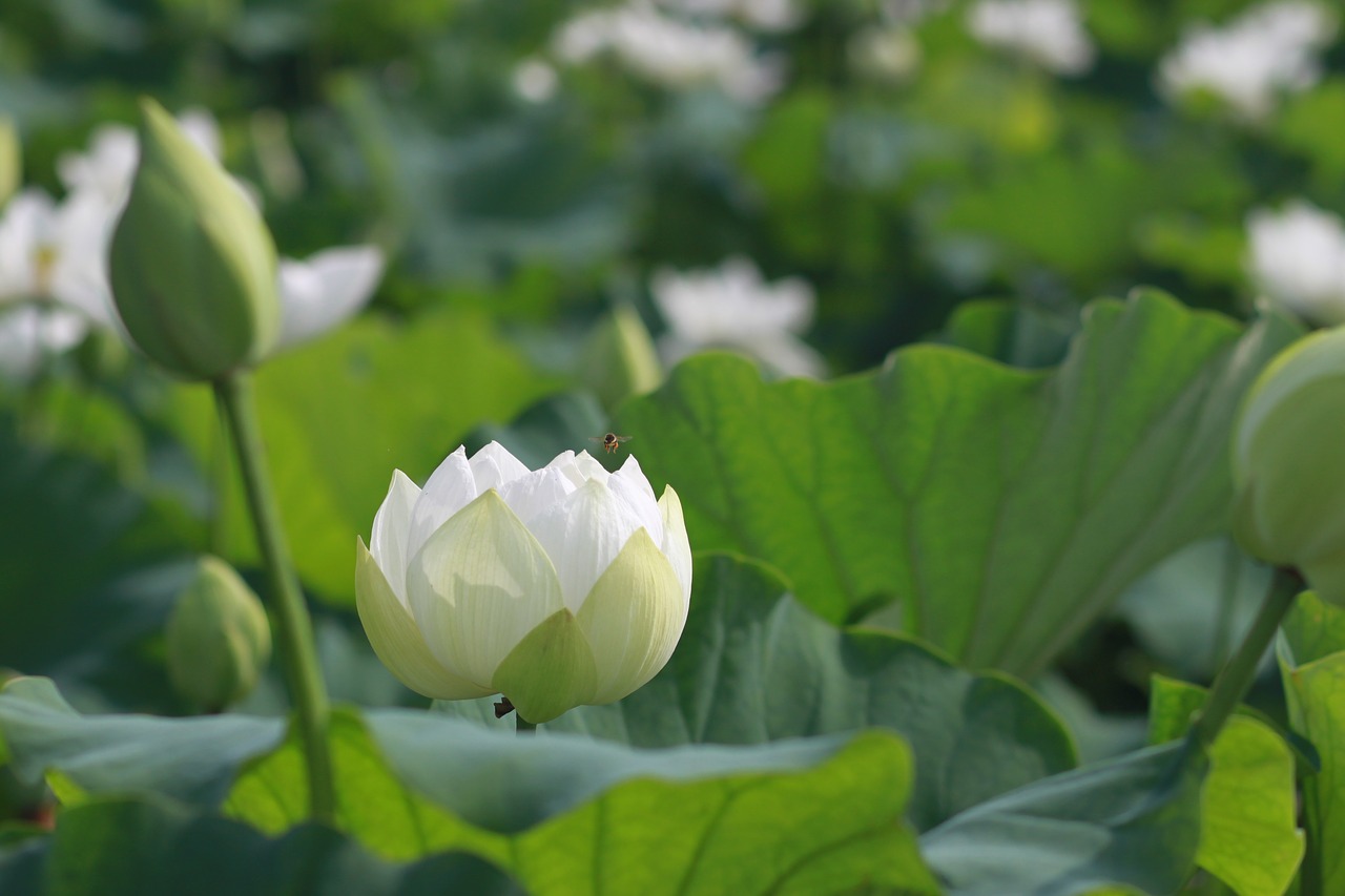 kite  lotus  nature free photo