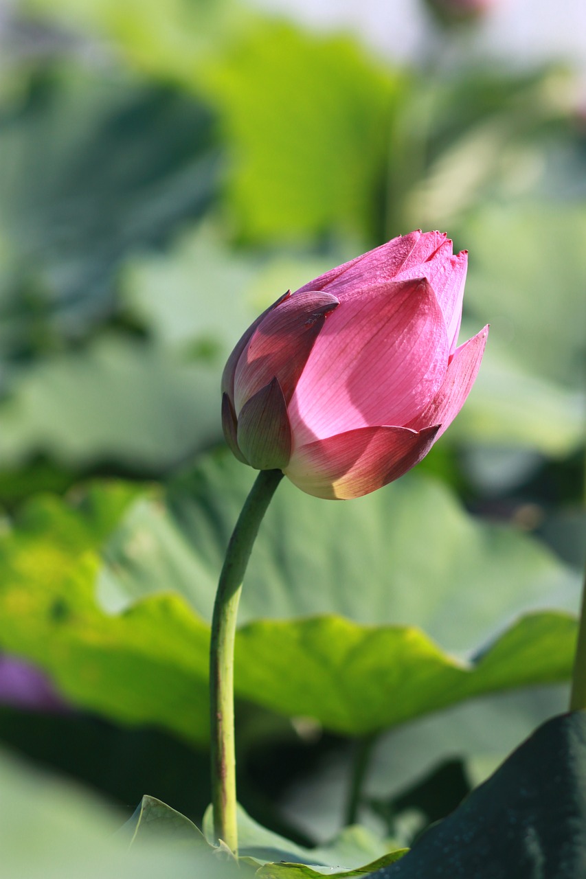 kite  lotus  nature free photo