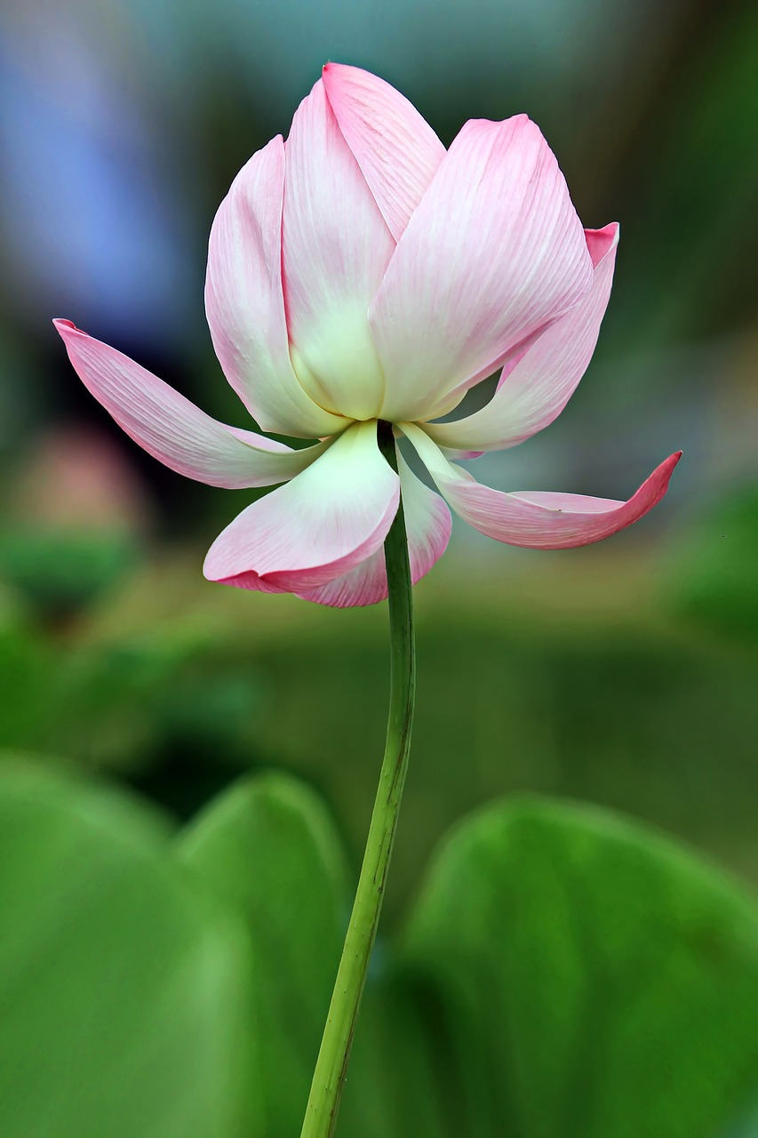 kite  plants  lotus free photo