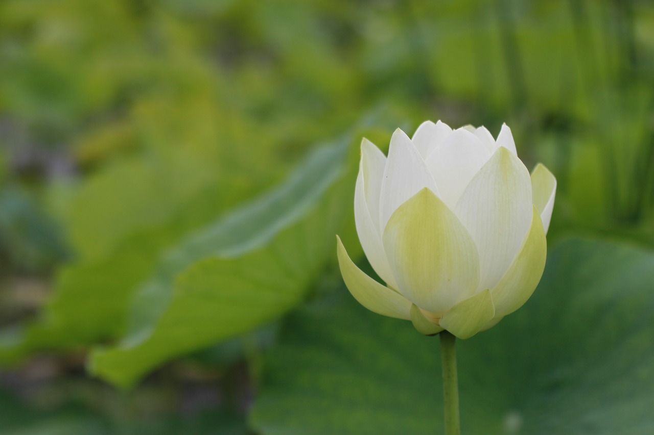 kite  lotus  water lilies free photo