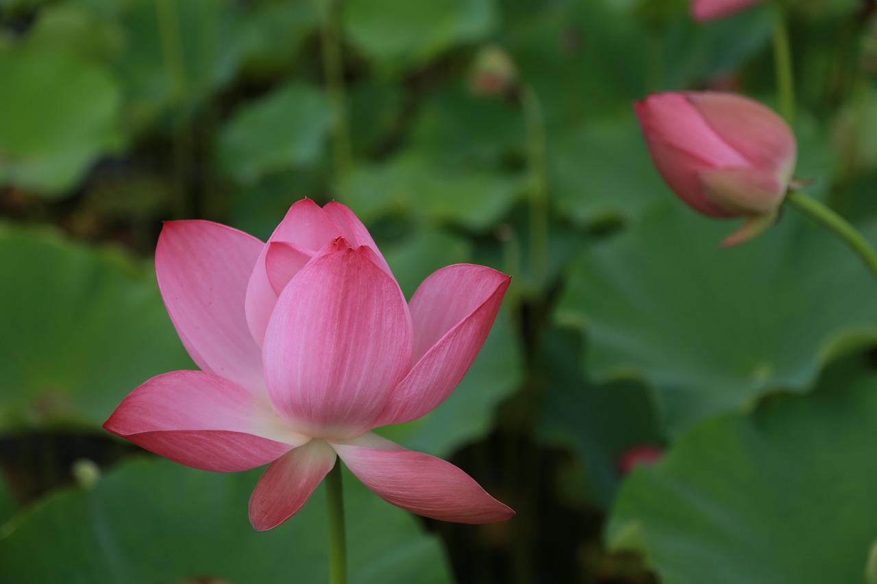 kite  lotus  water lilies free photo