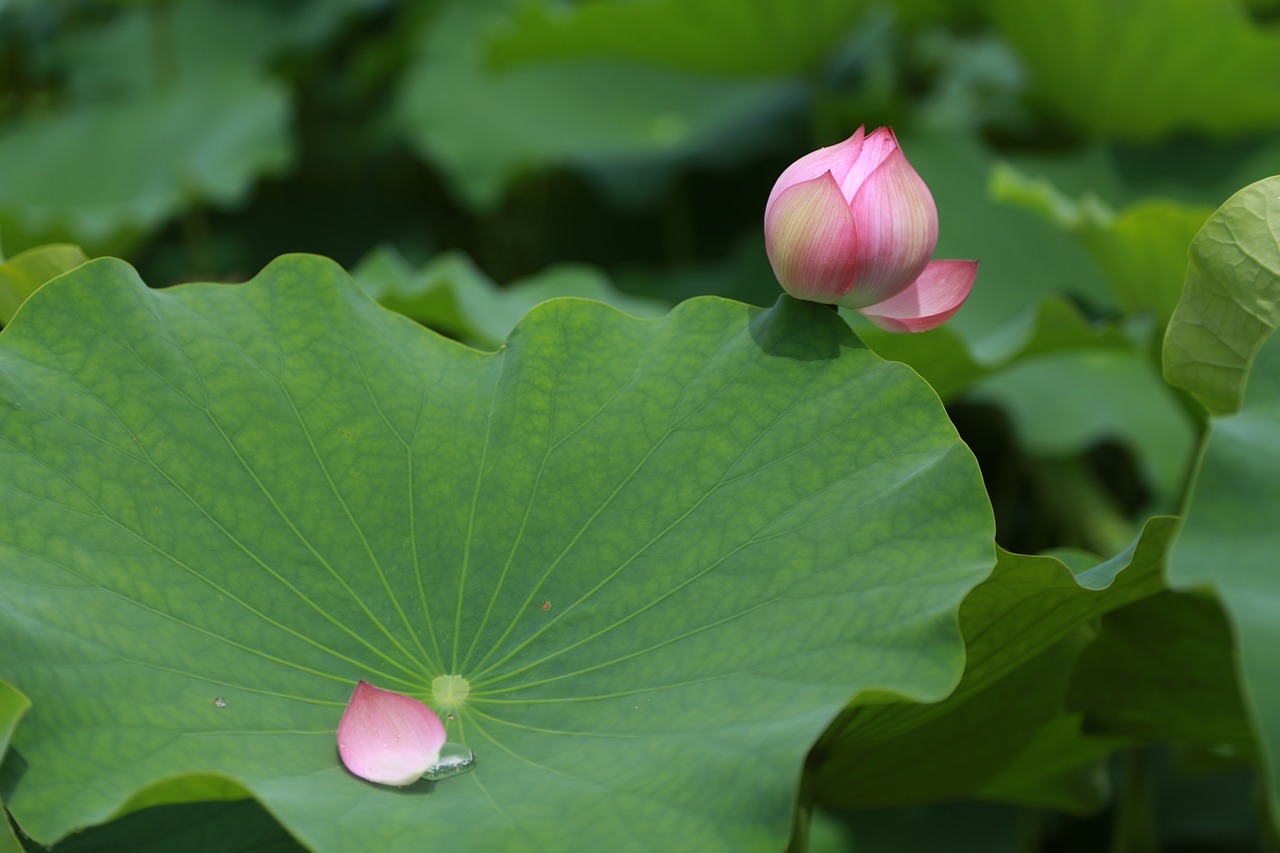 kite  lotus  water lilies free photo