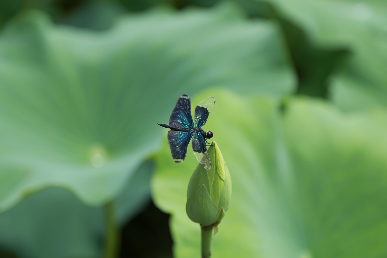 kite  lotus  water lilies free photo