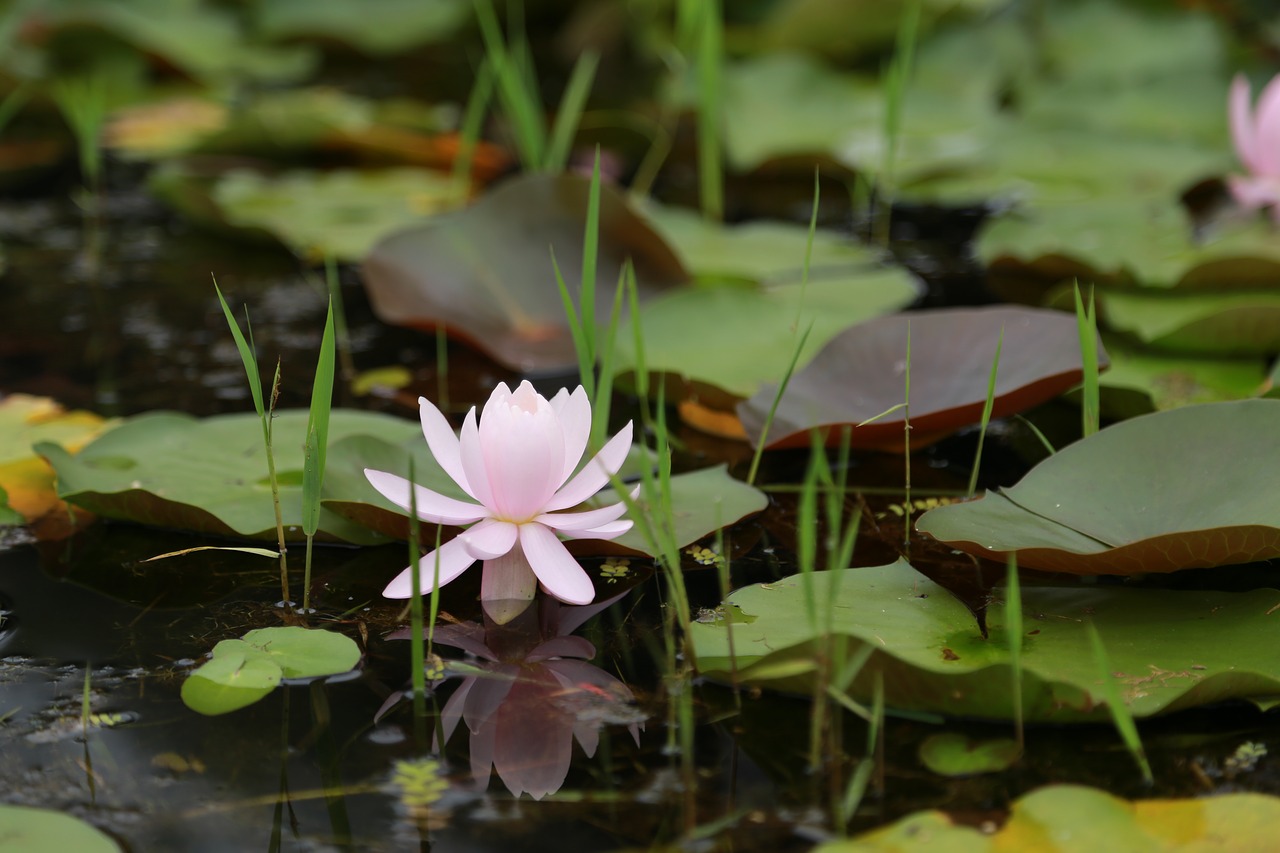 kite  lotus  water lilies free photo