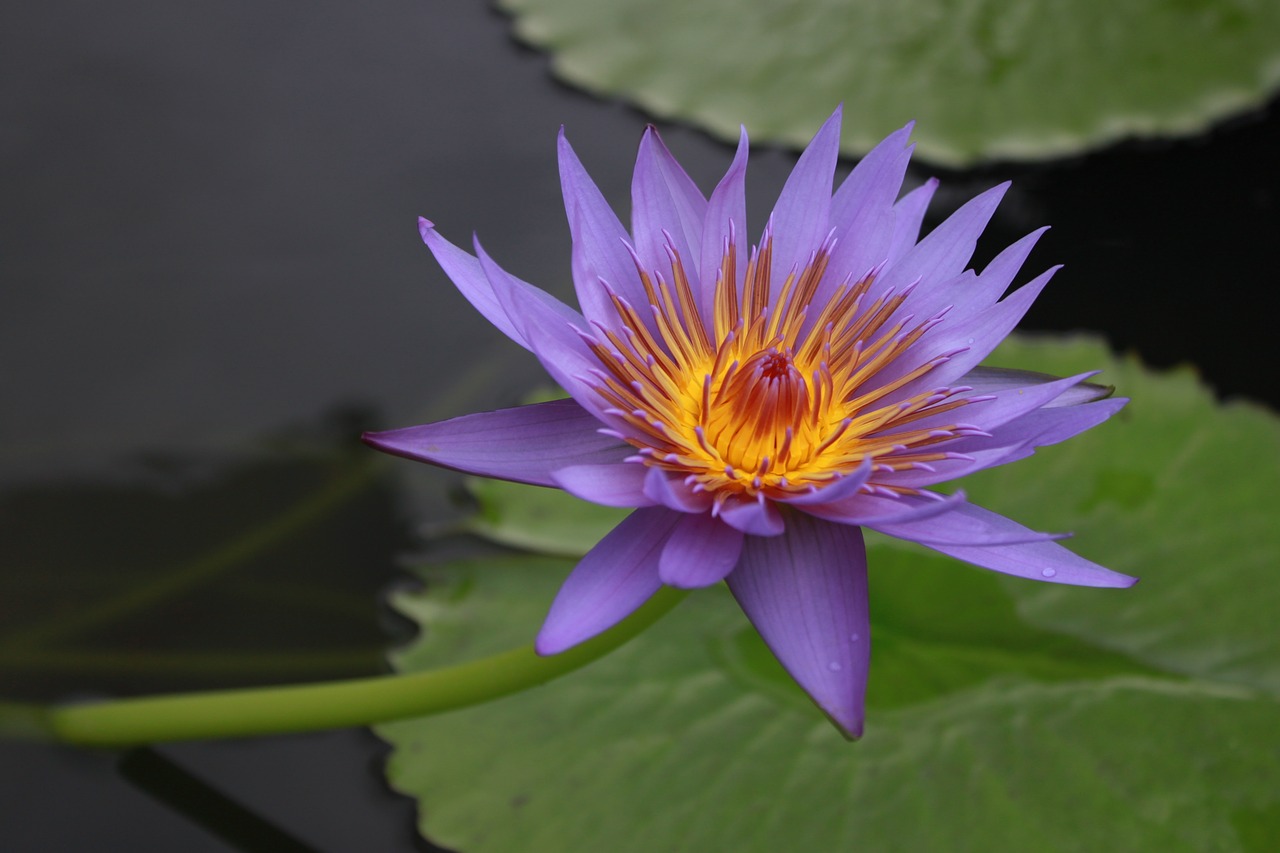 kite  lotus  water lilies free photo