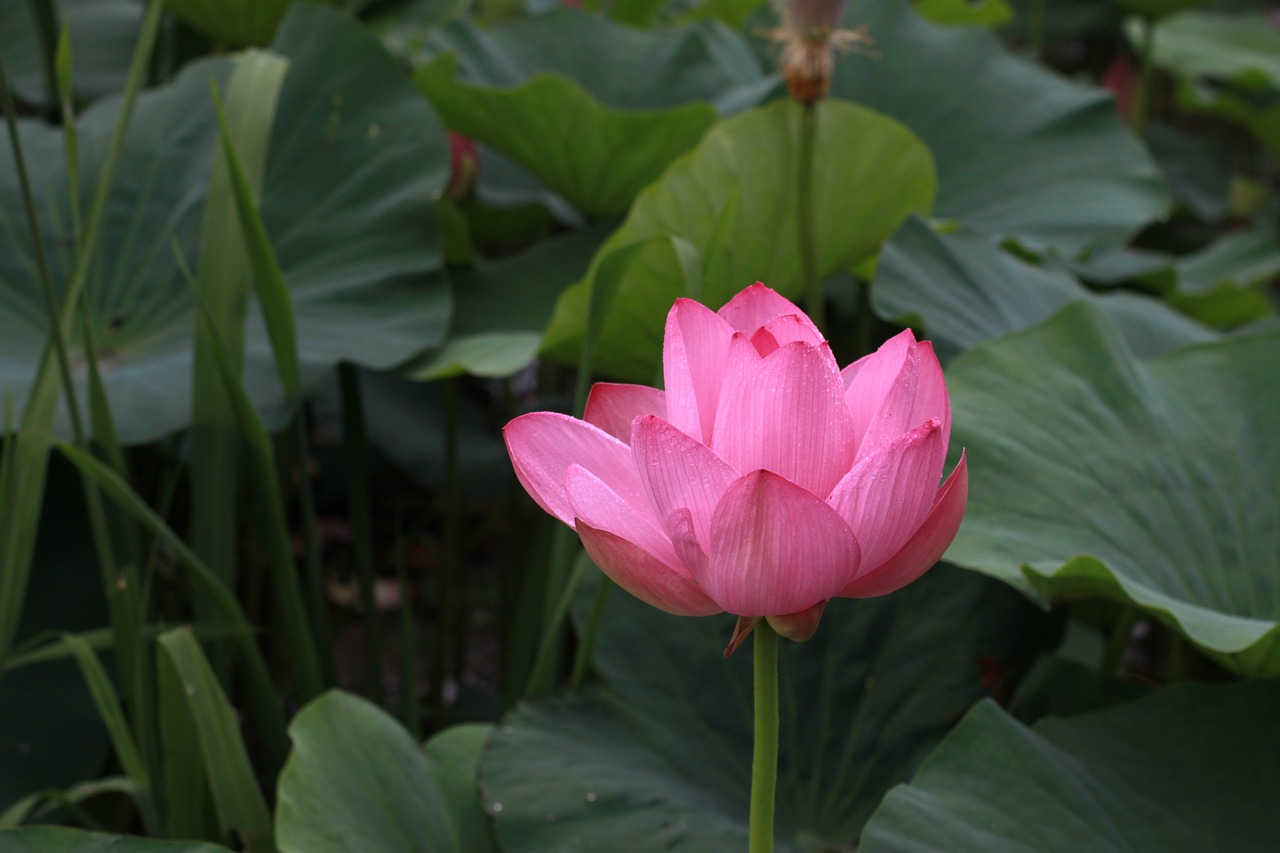 kite  lotus  water lilies free photo