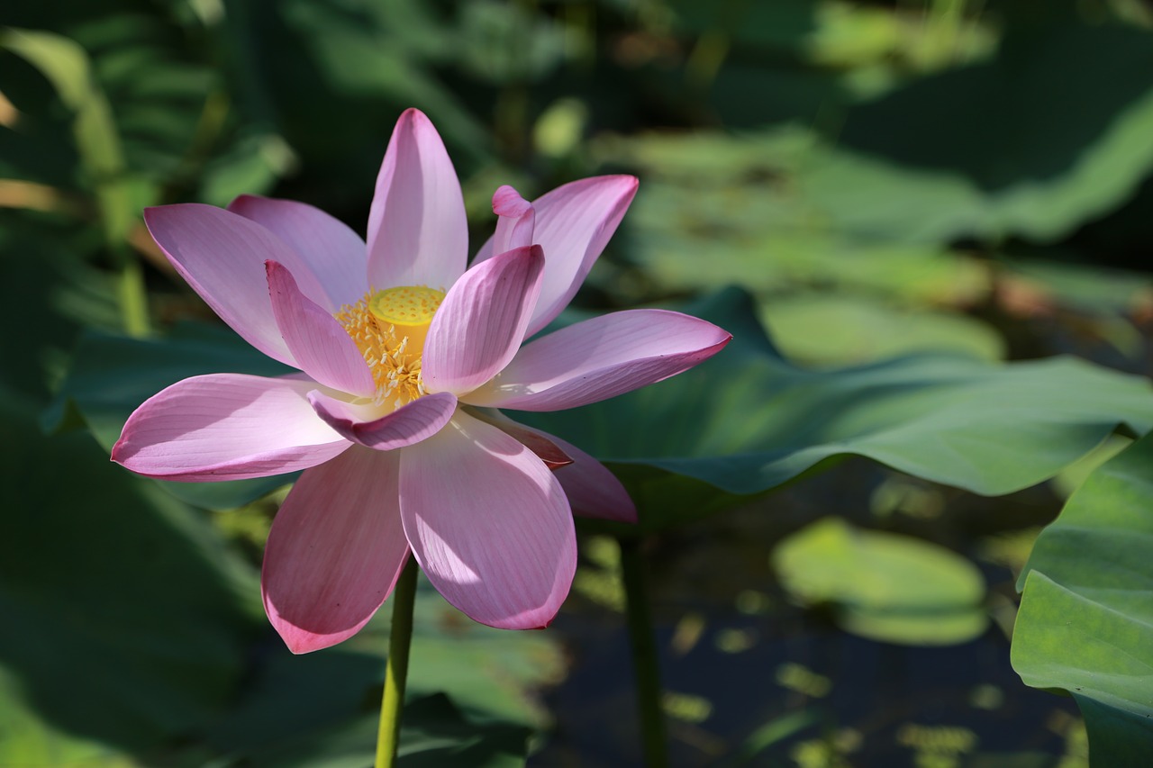 kite  lotus  water lilies free photo