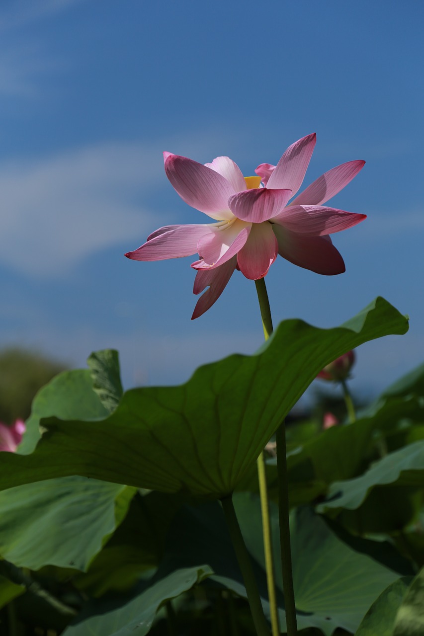 kite  lotus  water lilies free photo