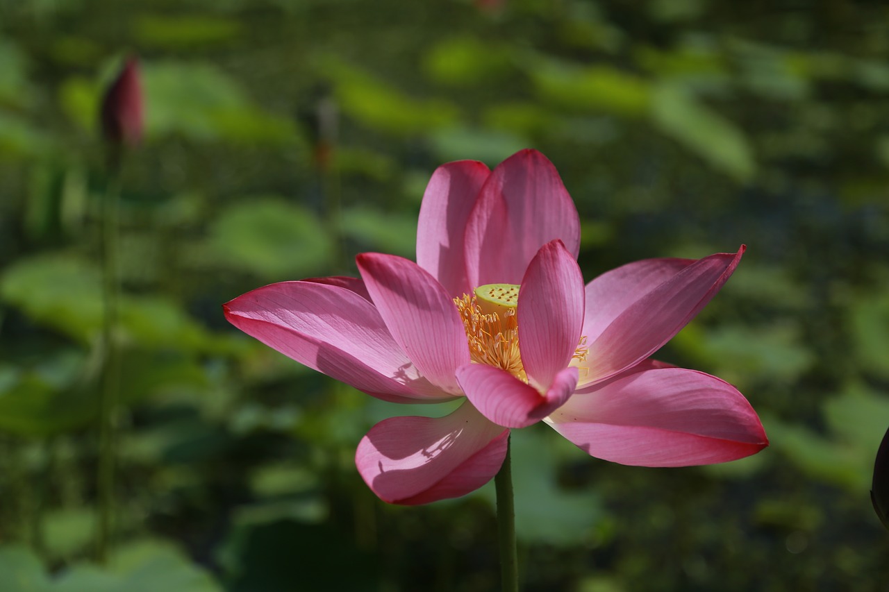 kite  lotus  water lilies free photo