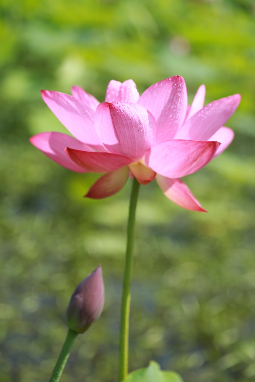 kite  lotus  water lilies free photo