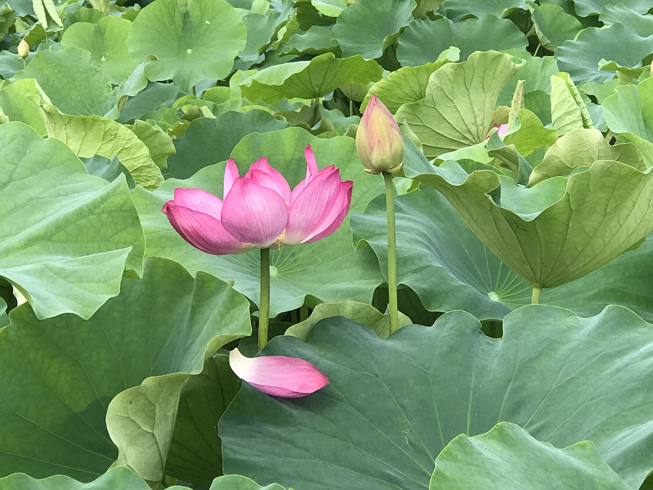 kite  lotus  lotus leaf free photo