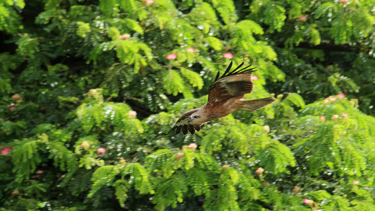 kite  black  brown free photo