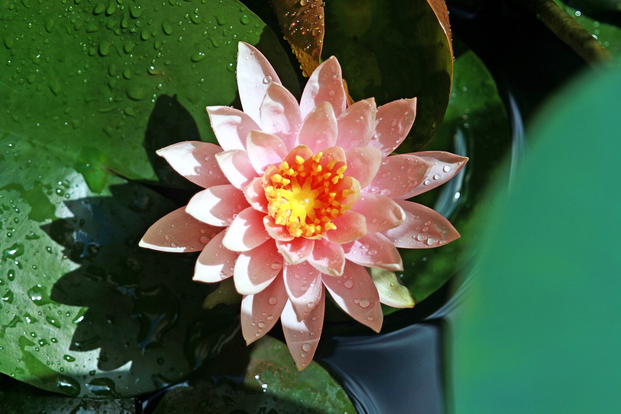 kite lotus water lilies free photo