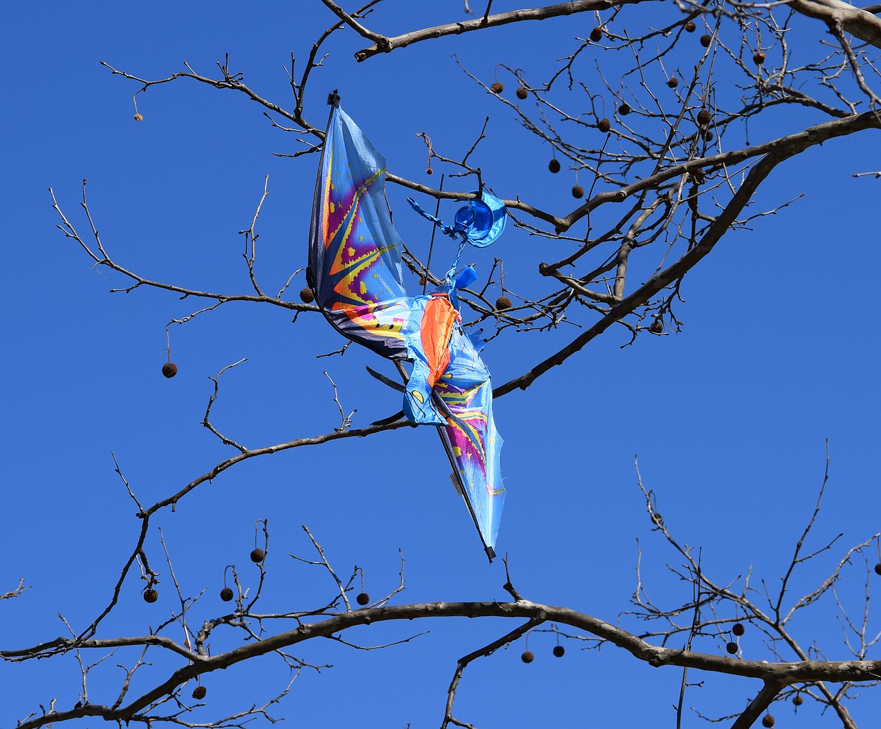 kite in tree kite tree free photo