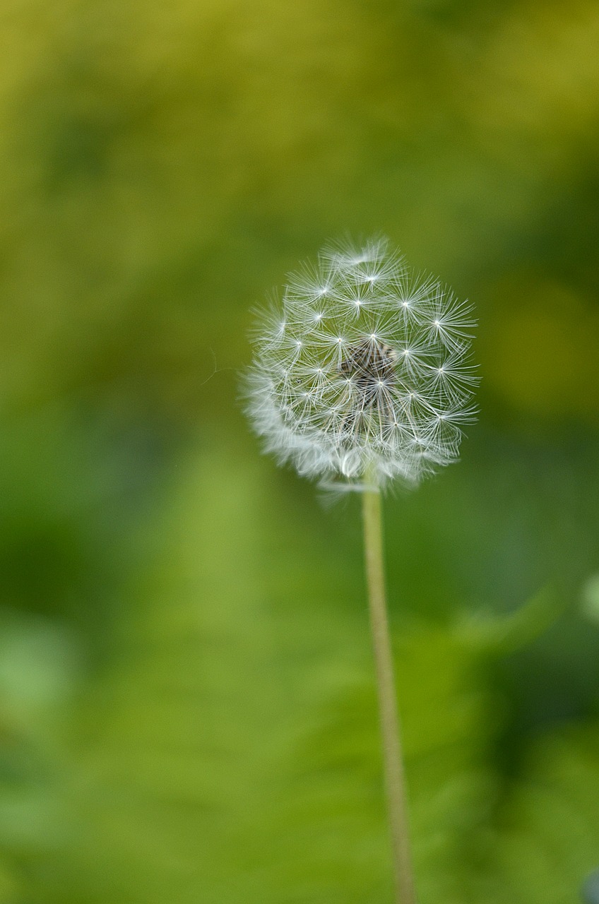 kites  dandelions  taraxacum vulgare free photo