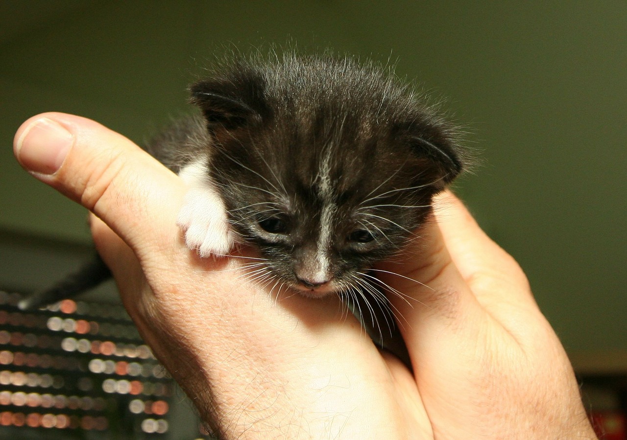 kitten black free pictures free photo