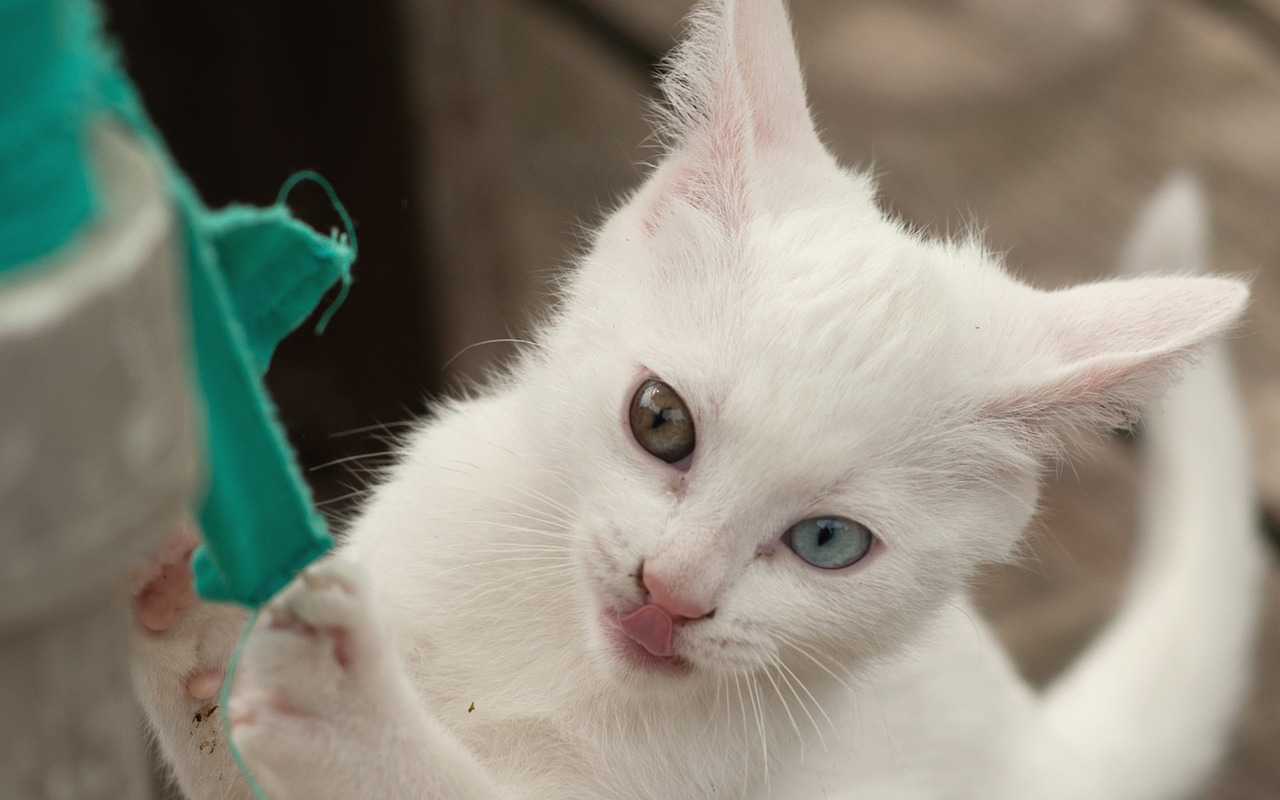 kitten playful cheeky free photo