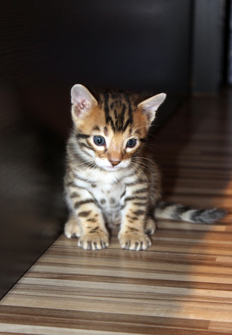 kitten bengal kitten pet free photo