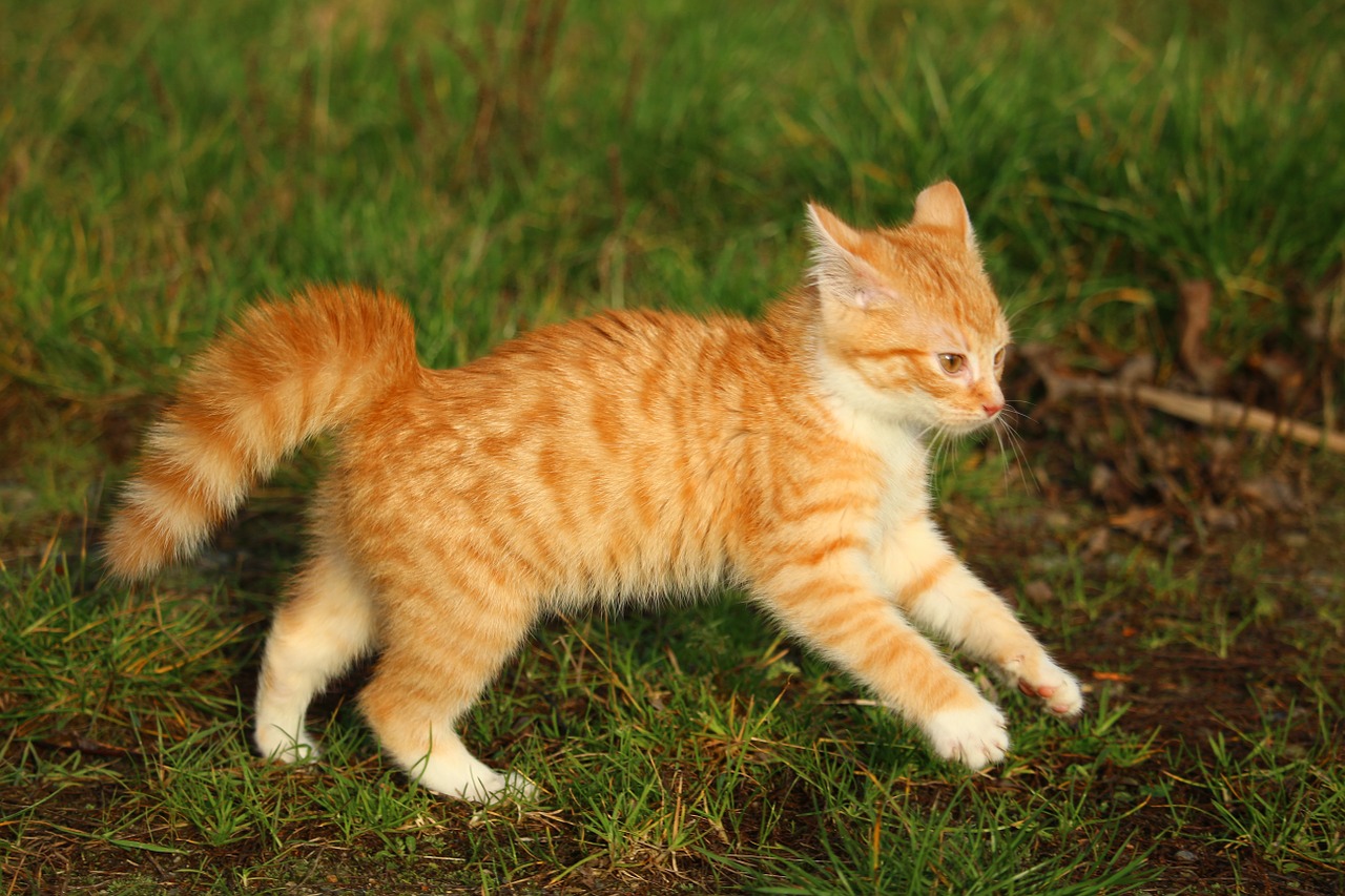 kitten red mackerel tabby cat baby free photo