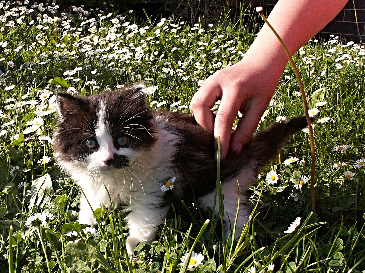 kitten black white free photo