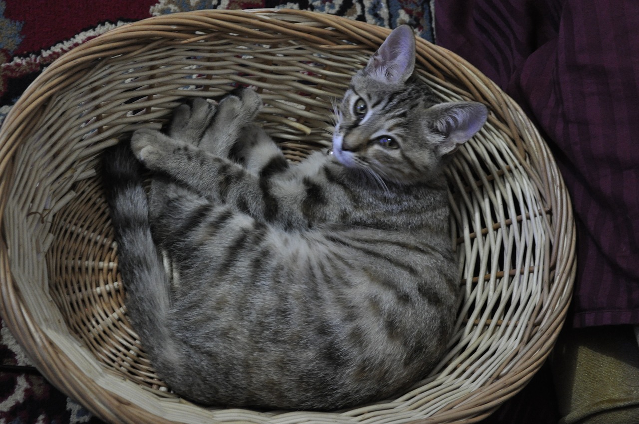 kitten basket cat free photo