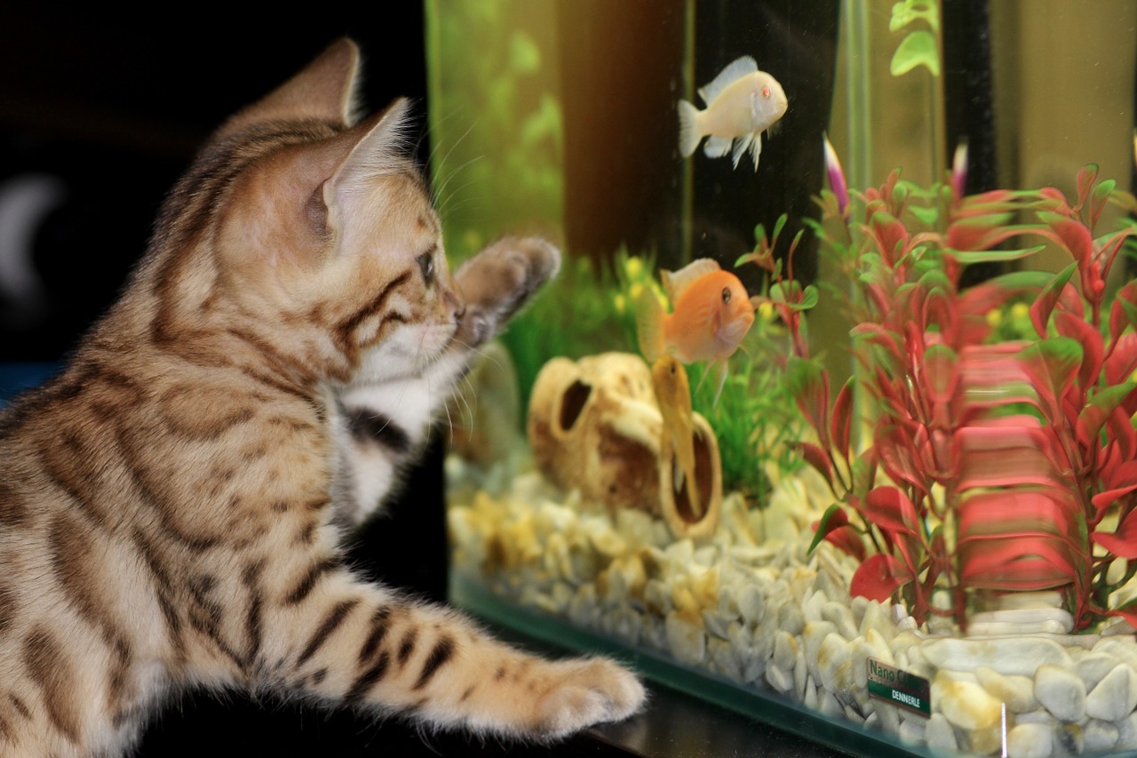 kitten aquarium bengal free photo