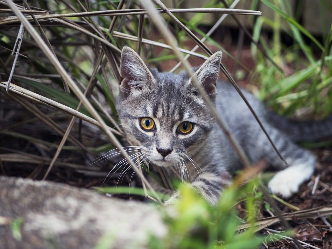 kitten cats eyes free photo