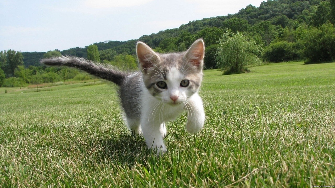 kitten cute feline free photo