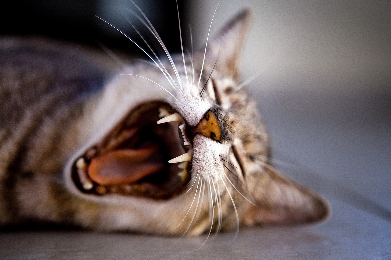 kitten yawn teeth free photo
