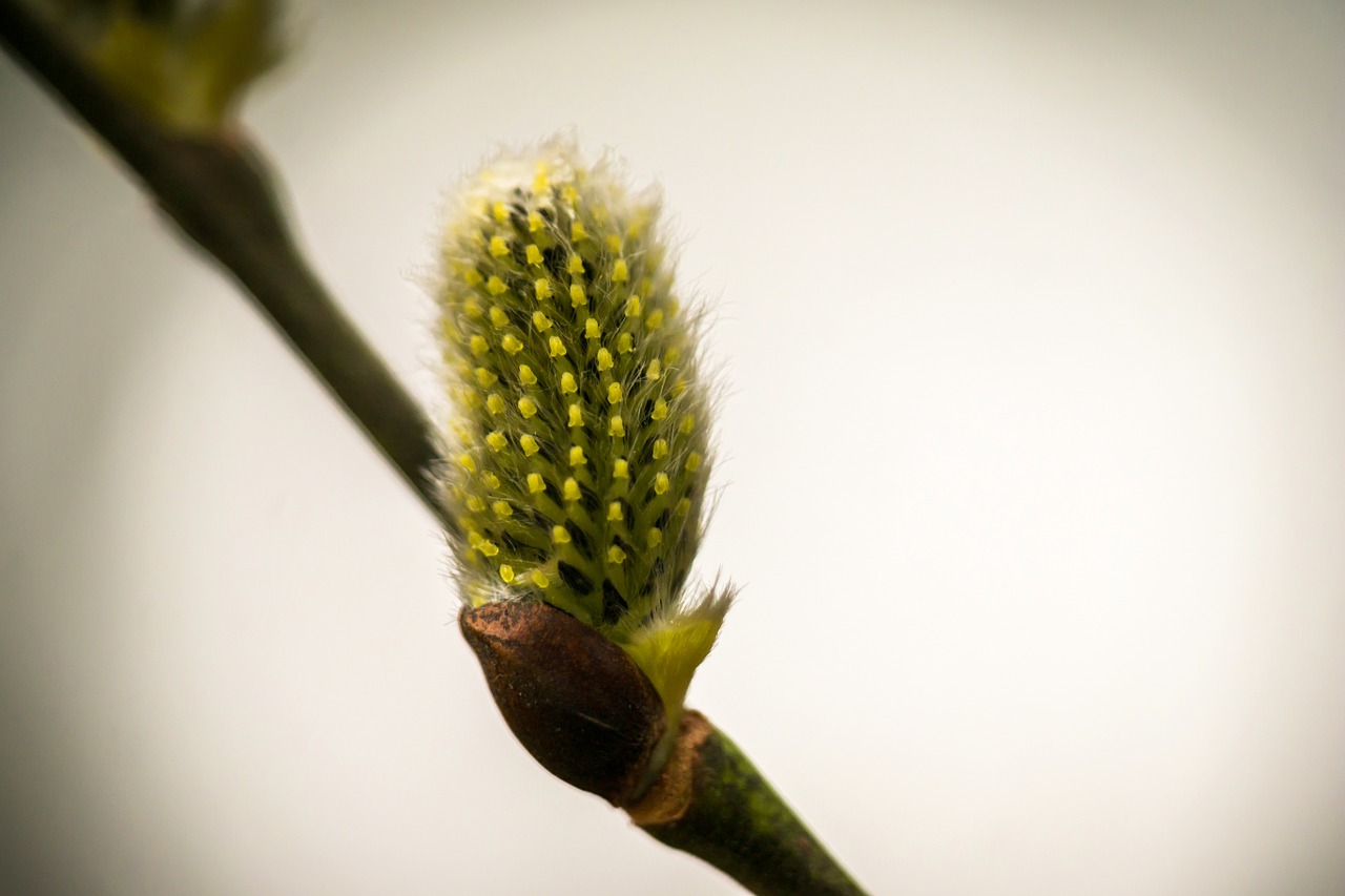 kitten willow catkin pasture free photo