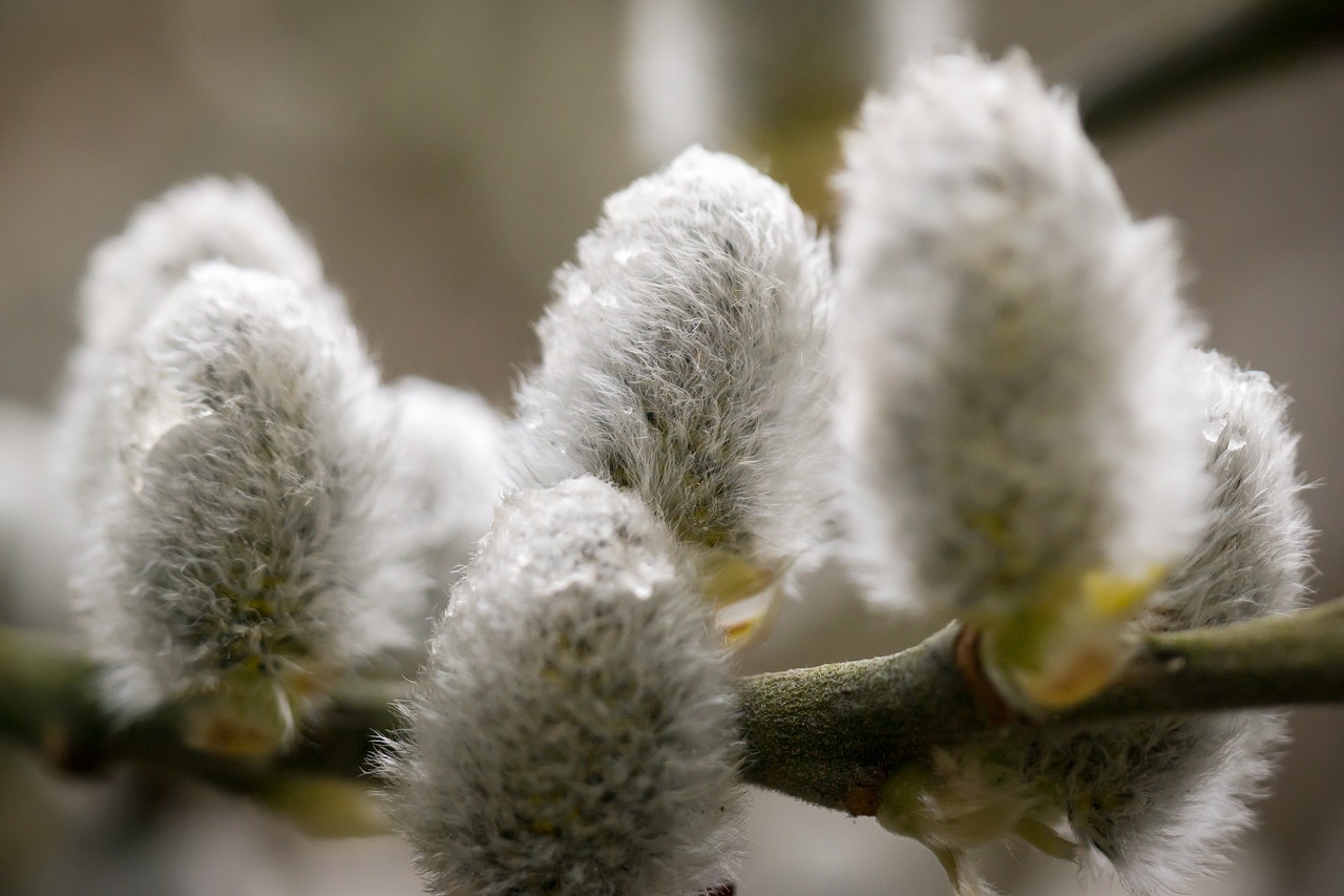 kitten willow catkin pasture free photo