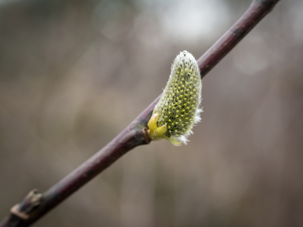 kitten willow catkin pasture free photo