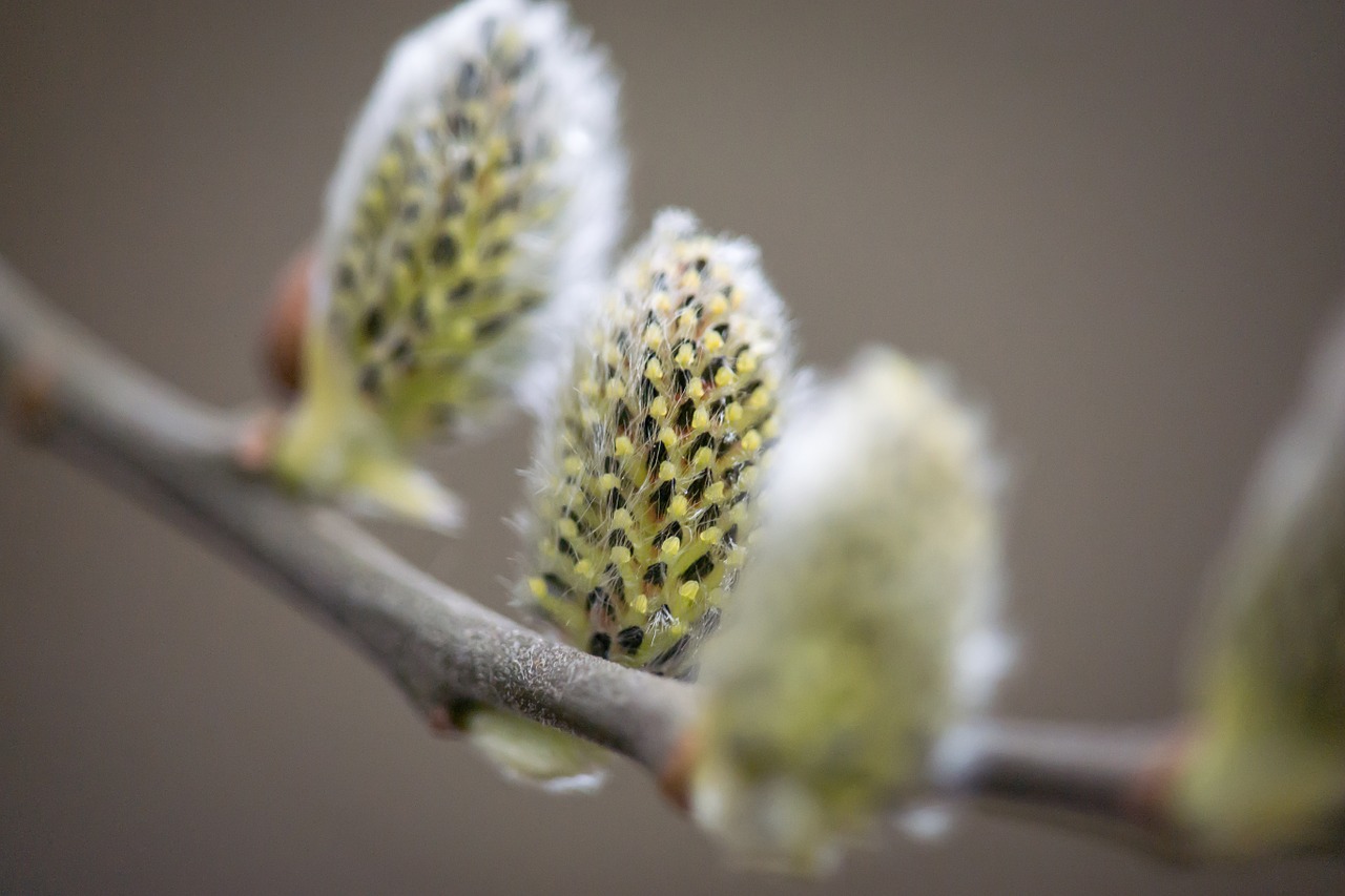 kitten willow catkin pasture free photo