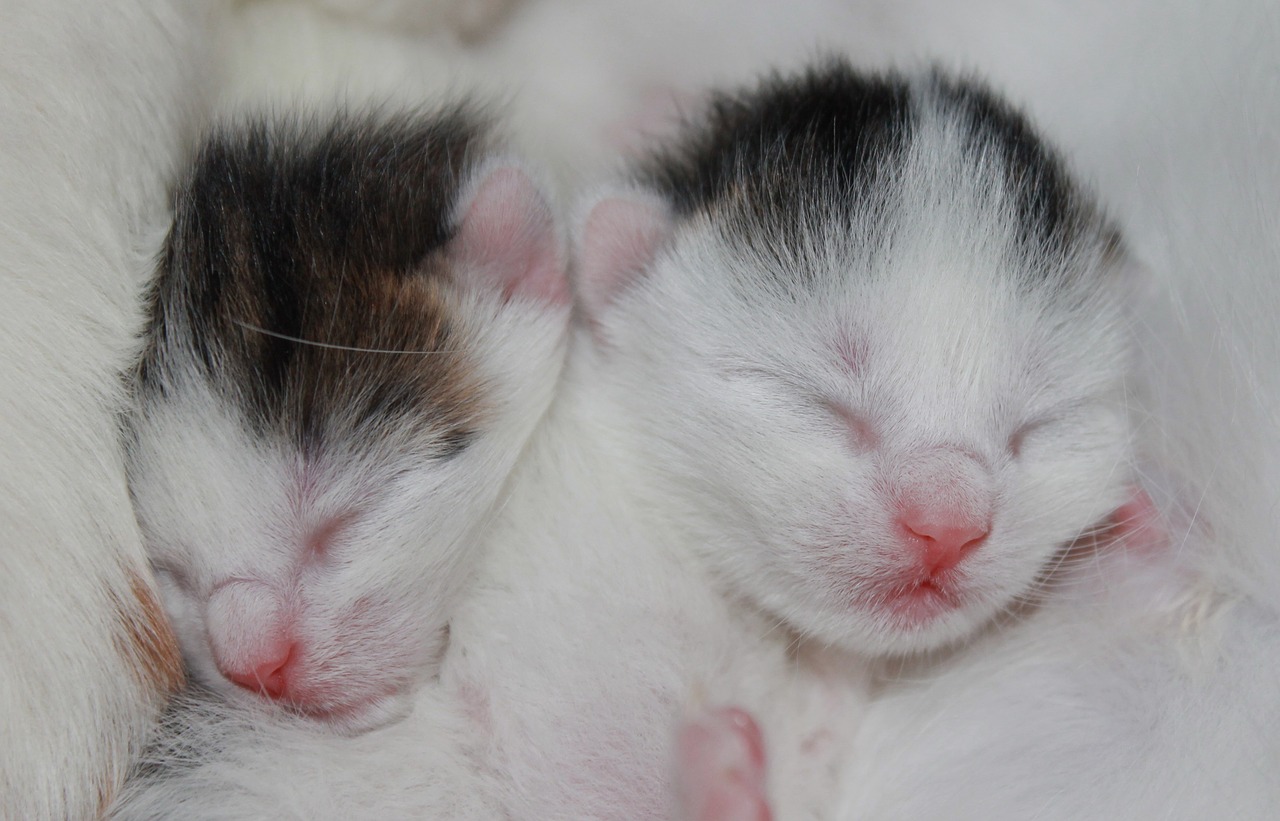 kitten babies white free photo