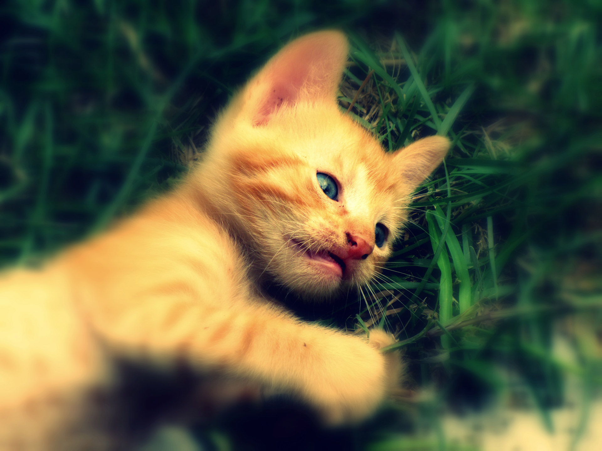 kitten animal orange free photo