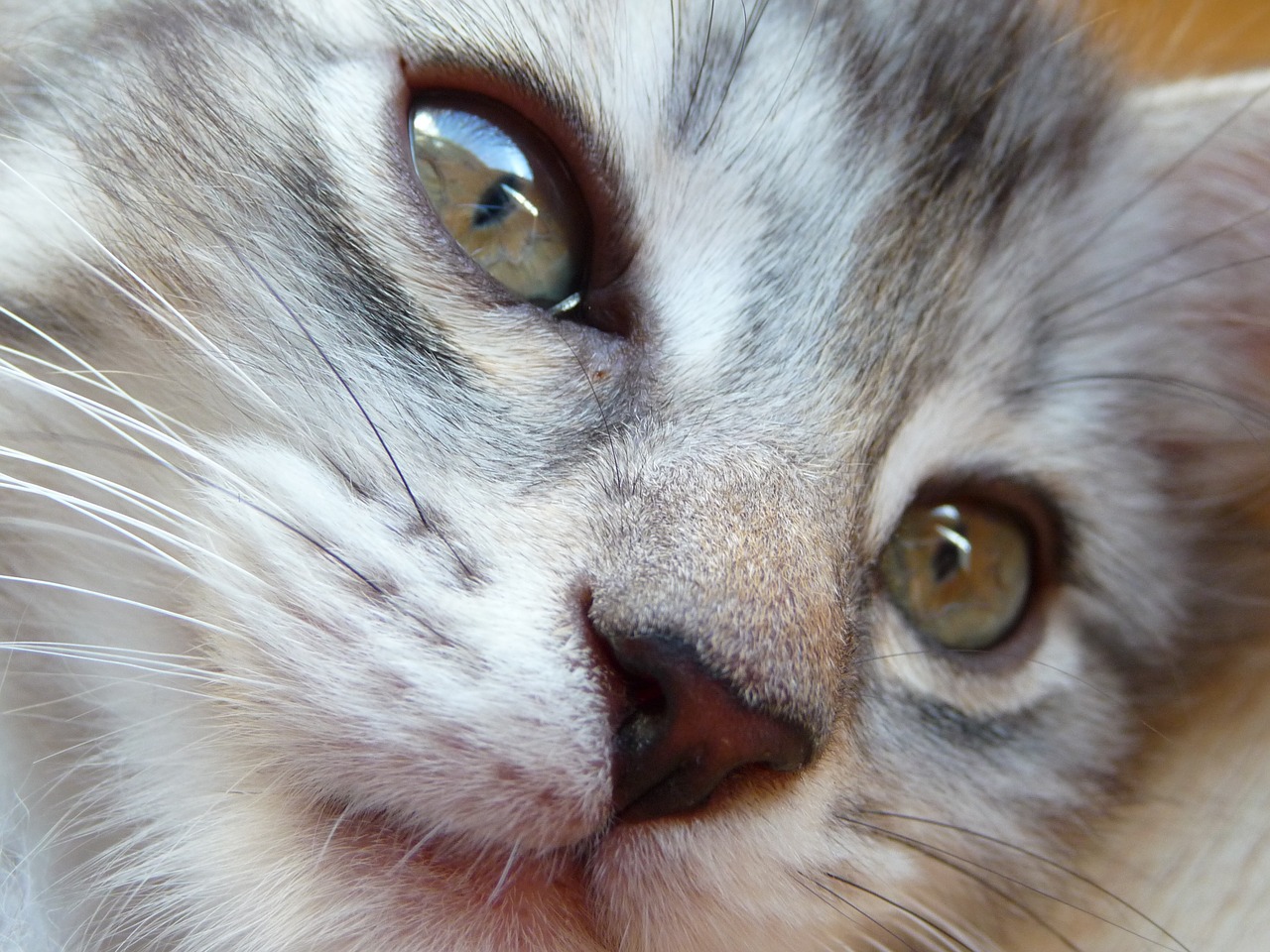 kitten maine coon grey free photo