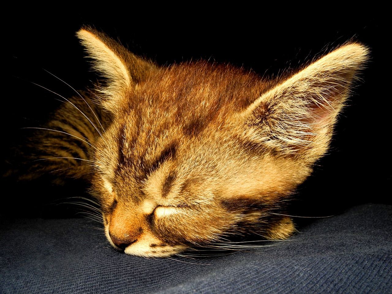 kitten cat dormant free photo