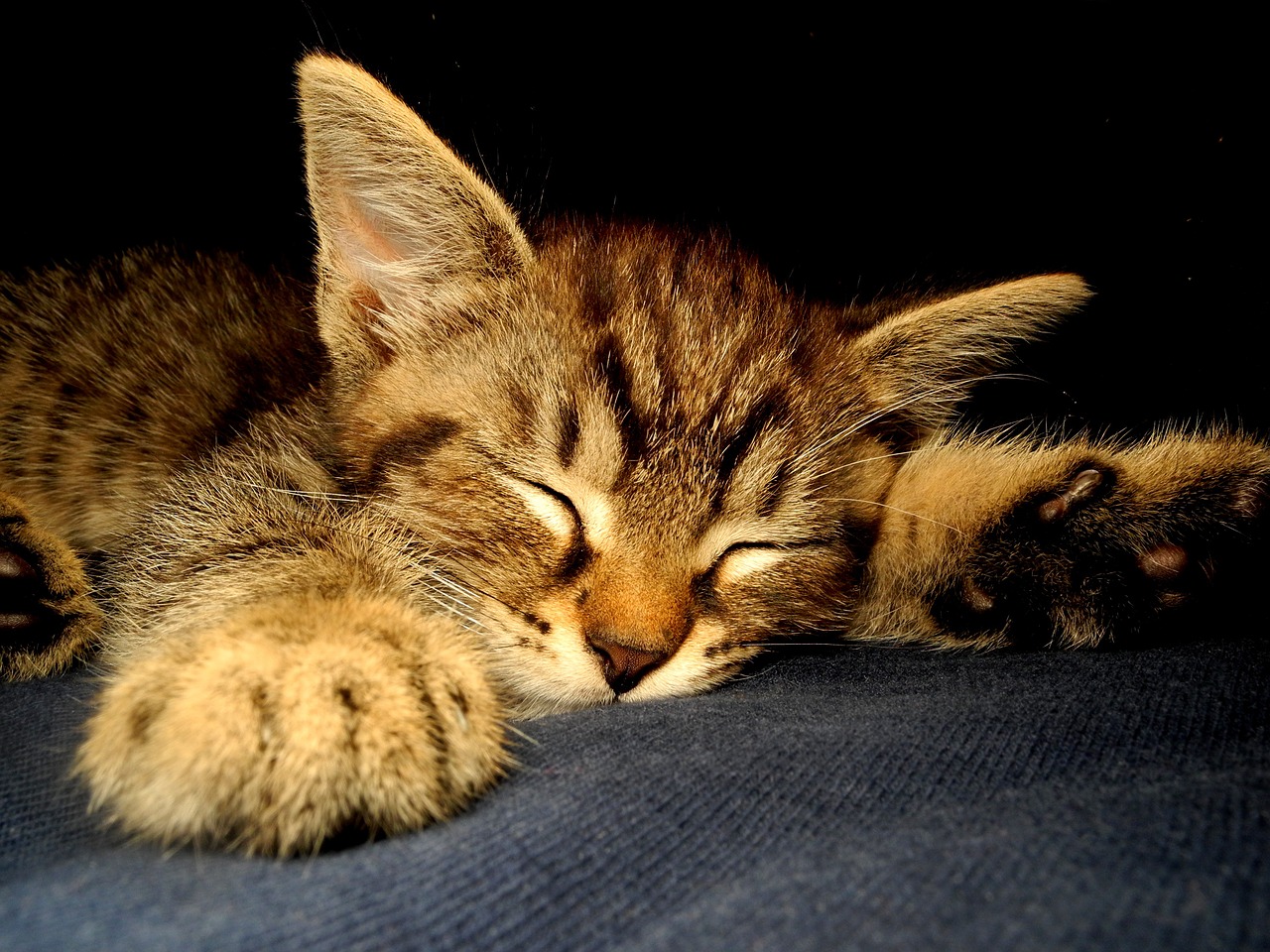 kitten cat dormant free photo