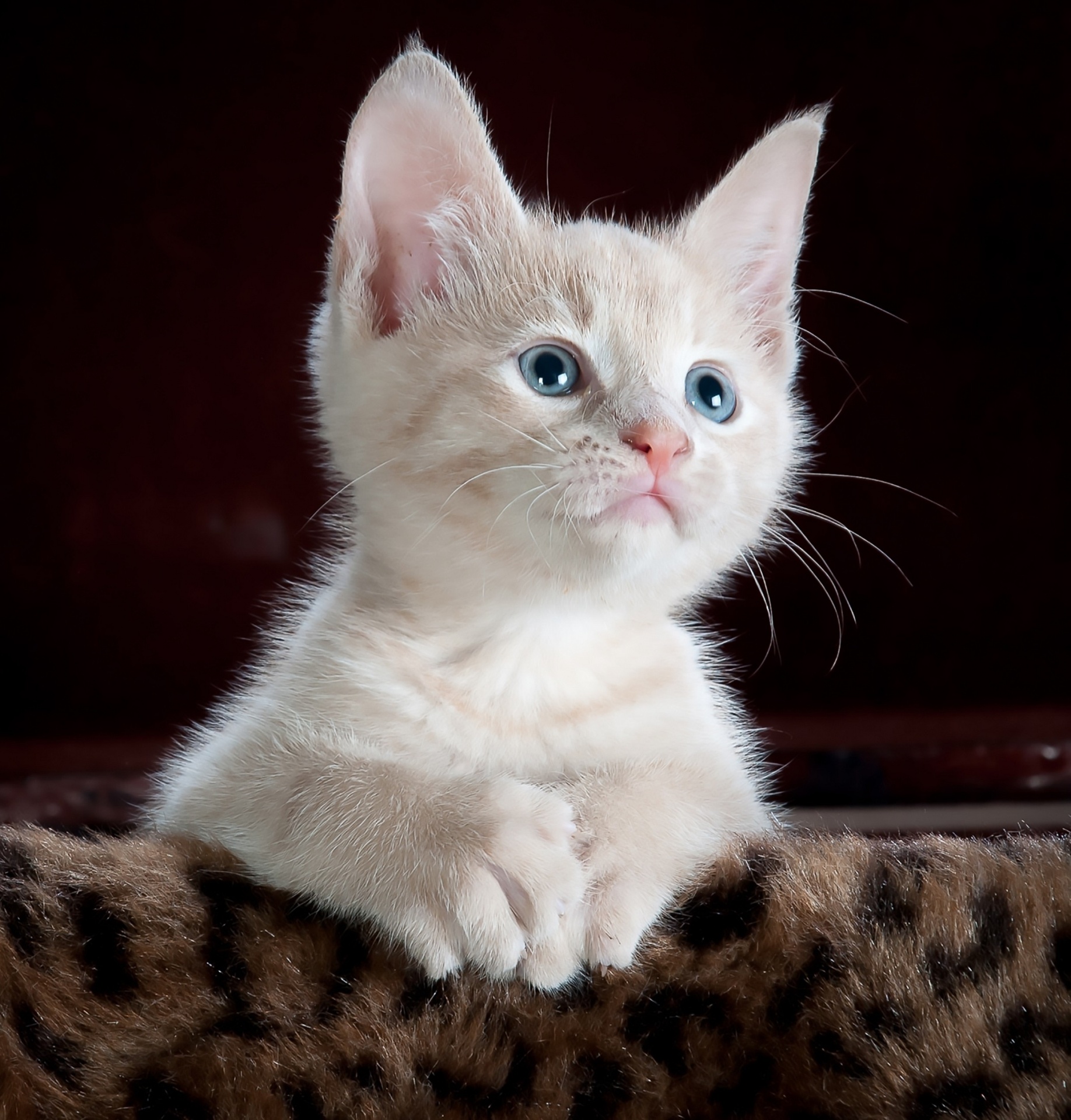 cat kitten young free photo