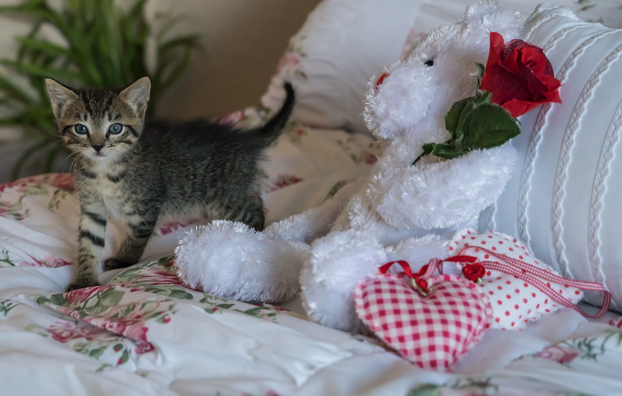 kitten newborn cat free photo