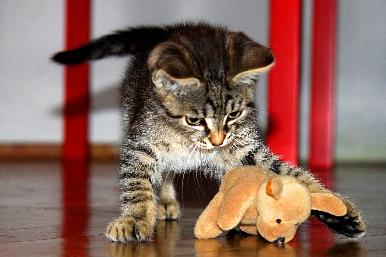kitten toy tomcat free photo