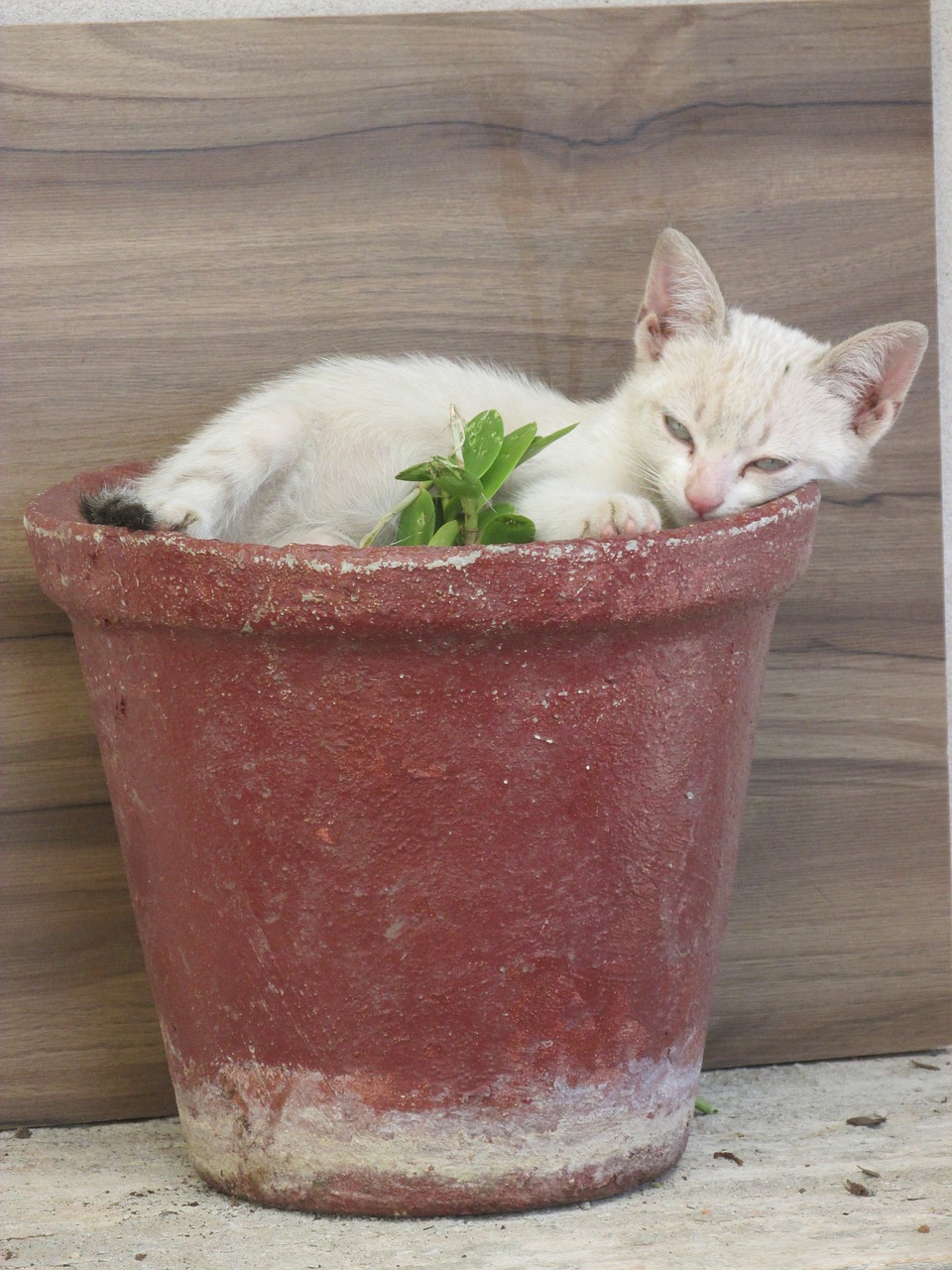 kitten vase animal free photo