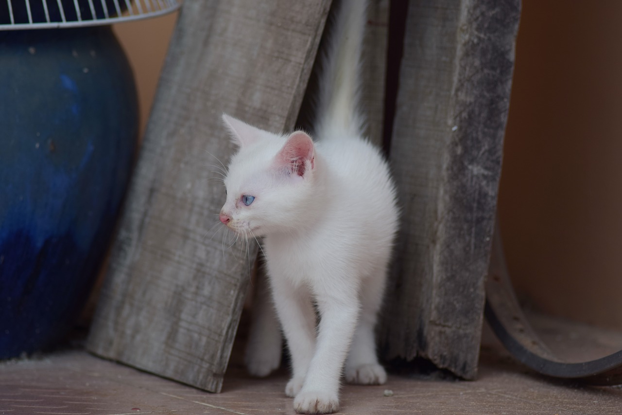 kitten white kitten white cat free photo