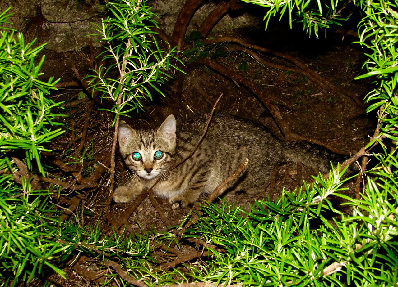 kitten night curious free photo