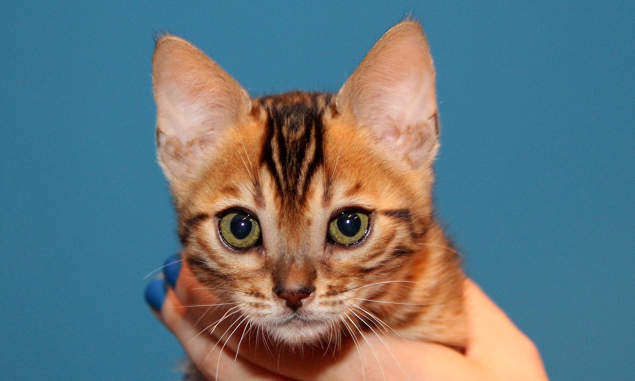 kitten bengal brown spotted tabby free photo