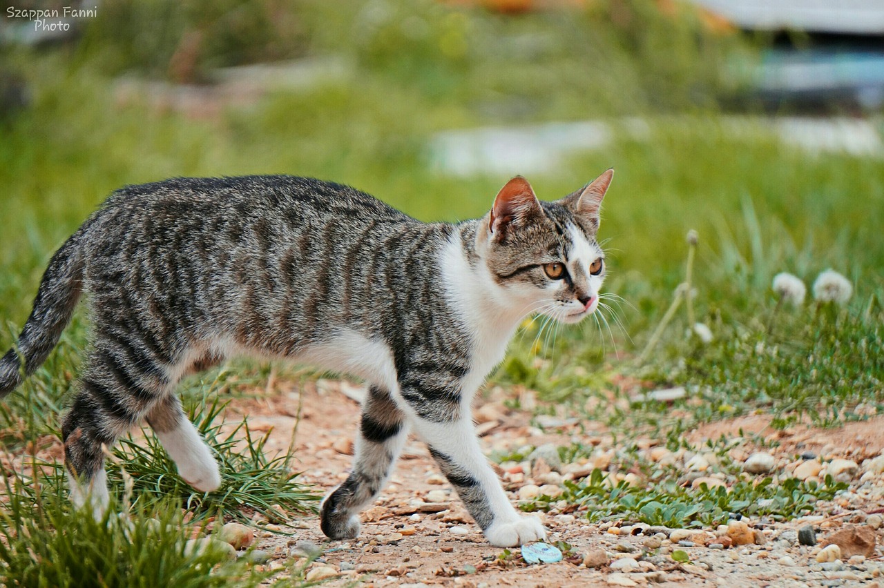 Kitten,spotted,cat,outdoors,walk - free image from needpix.com