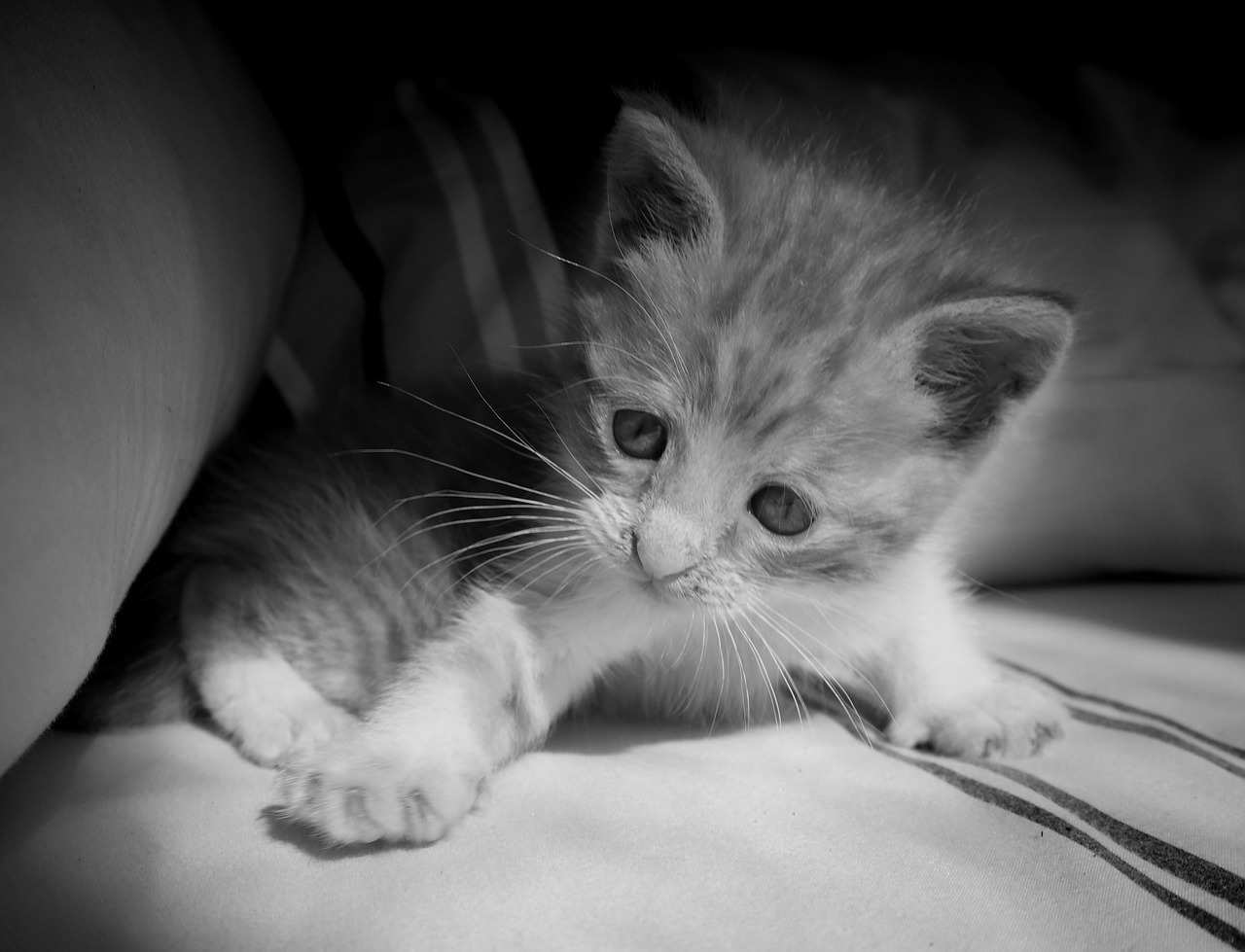 kitten cute feline free photo